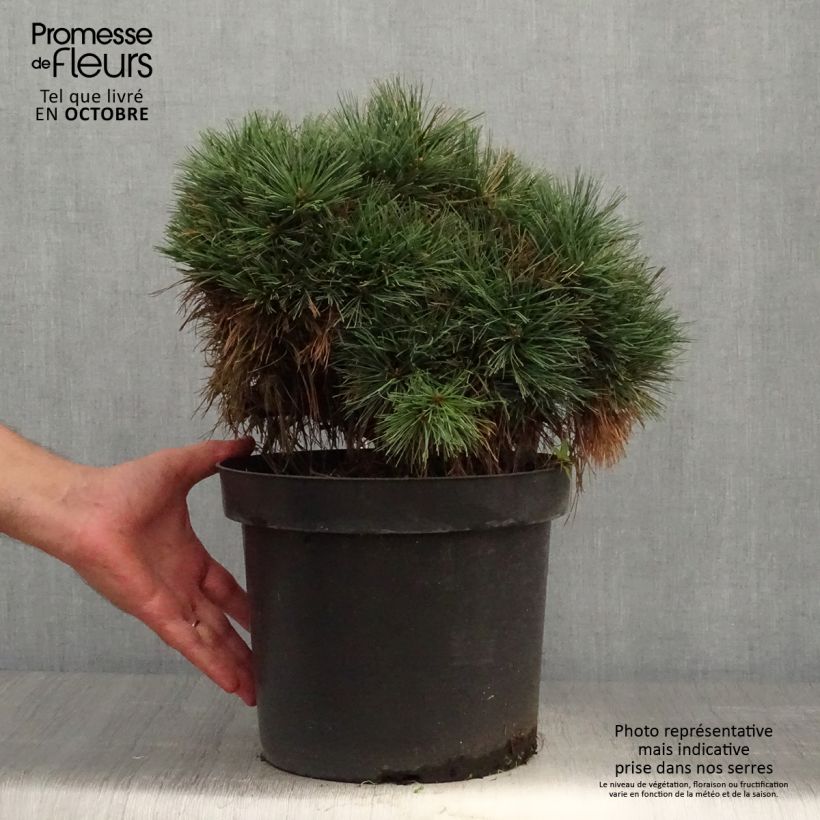 Exemplaar van Pinus strobus Ontario - Weymouthden Pot van 7,5 l/10 l, Stengel zoals geleverd in de herfst