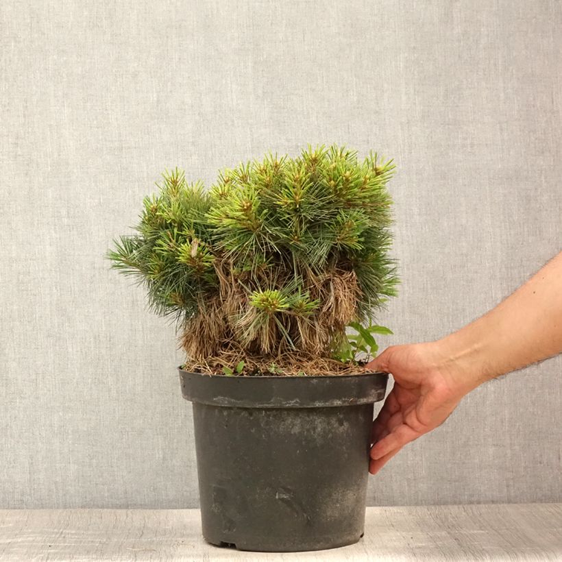 Exemplaar van Pinus strobus Ontario - Weymouthden Pot van 7,5 l/10 l, Stengel zoals geleverd in de zomer