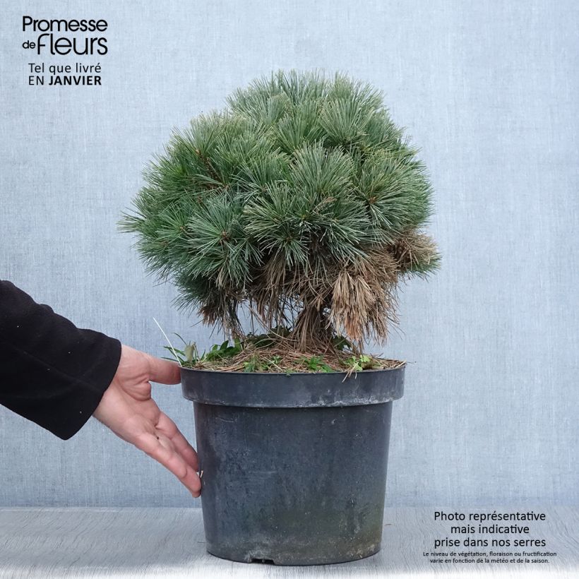 Example of Pin de Weymouth - Pinus strobus Ontario                        Pot van 7,5 l/10 l as you get in hiver