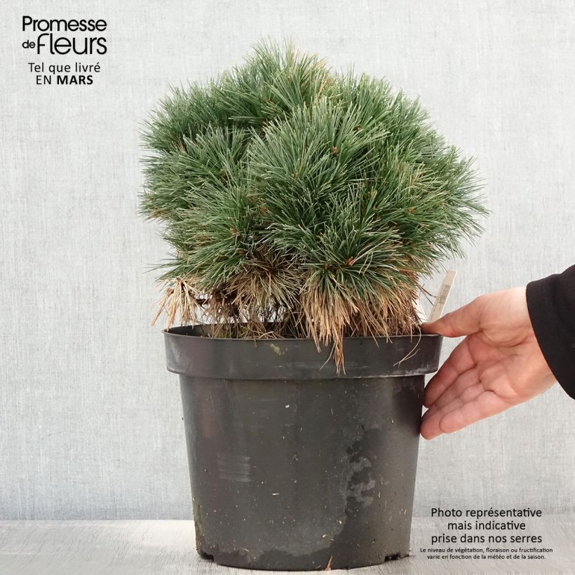 Exemplaar van Pinus strobus Ontario - Weymouthden Pot van 7,5 l/10 l, Stengel zoals geleverd in de lente