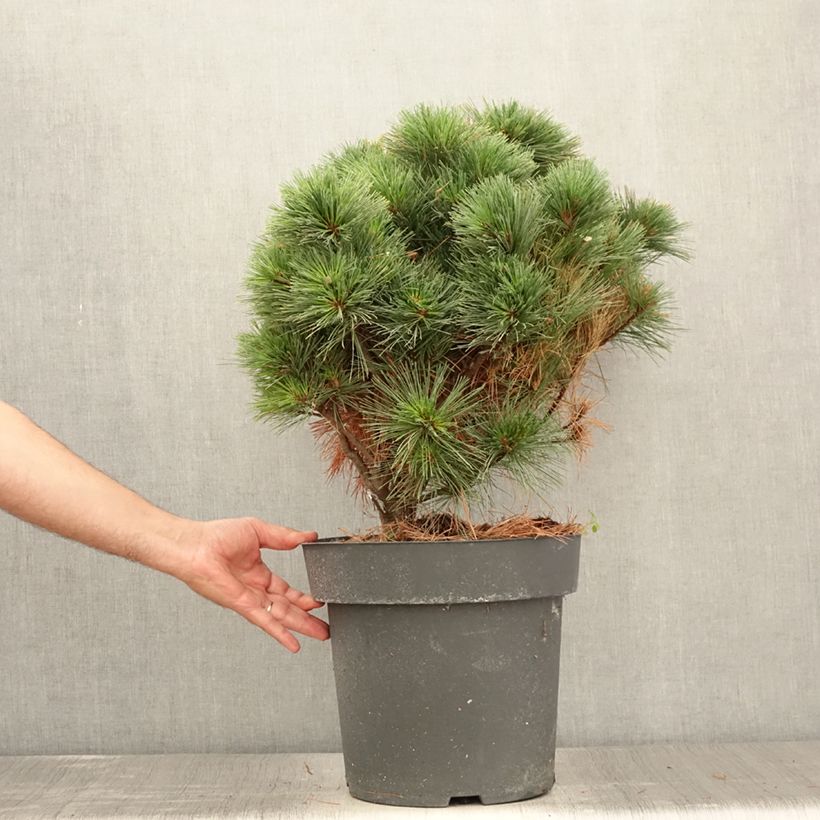 Exemplaar van Pinus strobus Secrest - Weymouthden Stuk zoals geleverd in de zomer