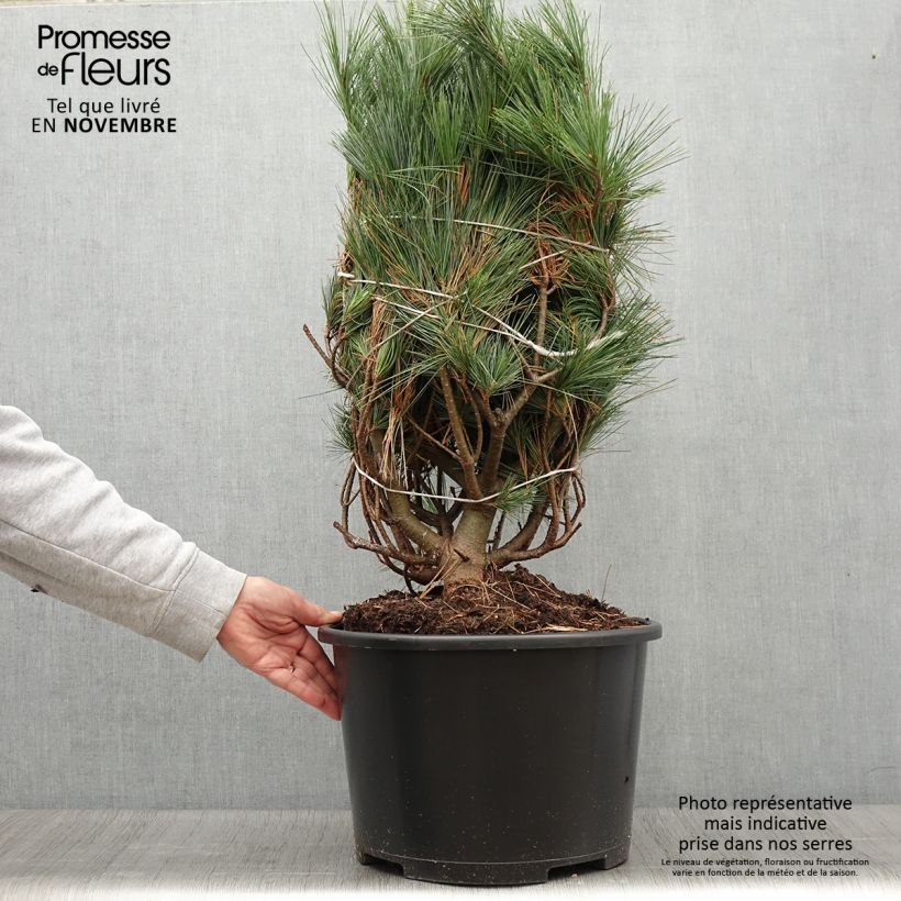 Exemplaar van Pinus strobus Secrest - Weymouthden Stuk zoals geleverd in de herfst