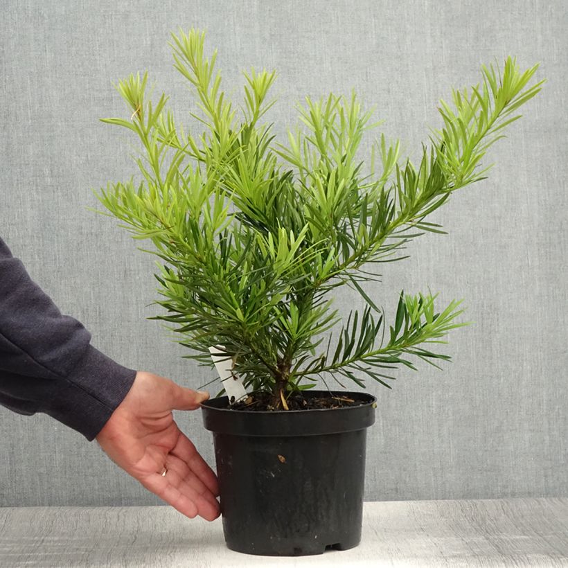 Exemplaar van Podocarpus macrophyllus - Japanse boeddahden Pot van 2 l/3 l zoals geleverd in de zomer