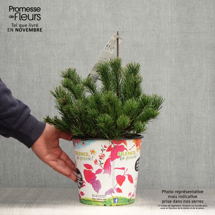 Exemplaar van Pinus mugo mughus - Bergden Pot van 4 l/5 l zoals geleverd in de herfst