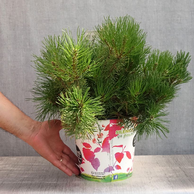 Exemplaar van Pinus mugo mughus - Bergden Pot van 4 l/5 l zoals geleverd in de zomer