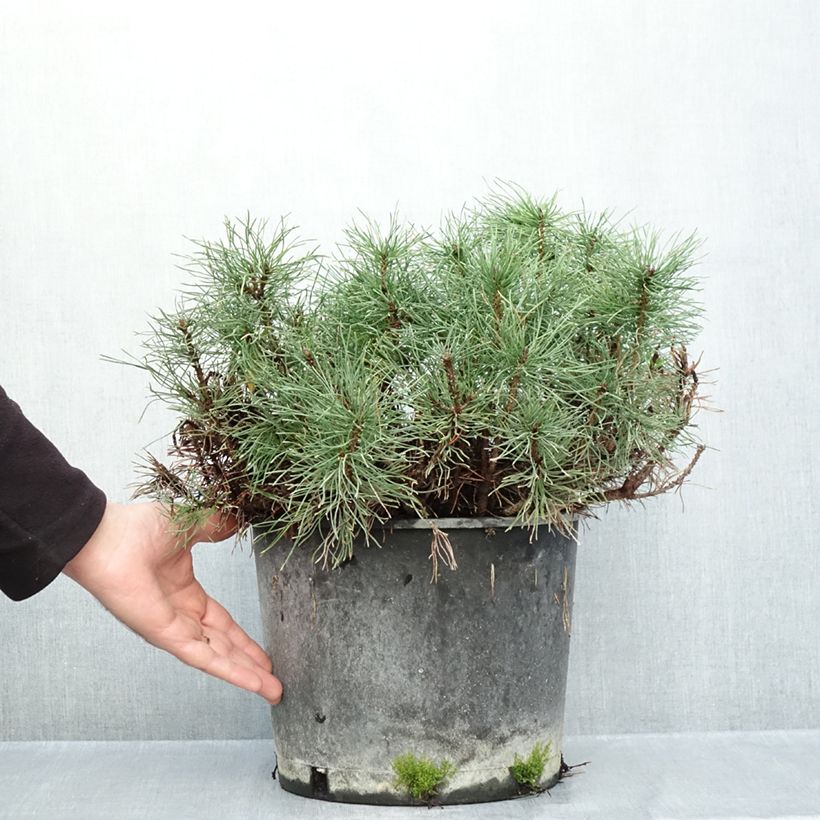 Exemplaar van Pinus mugo mughus - Bergden Pot van 7,5 l/10 l zoals geleverd in de herfst