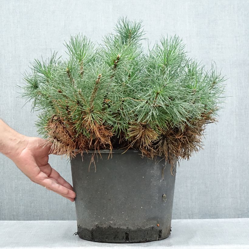 Exemplaar van Pinus mugo mughus - Bergden Pot van 7,5 l/10 l zoals geleverd in de zomer