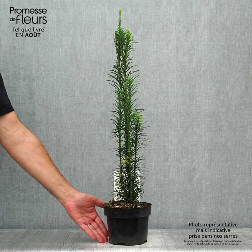 Exemplaar van Cephalotaxus harringtonia Fastigiata - Knoptaxus Pot van 2 l/3 l zoals geleverd in de zomer