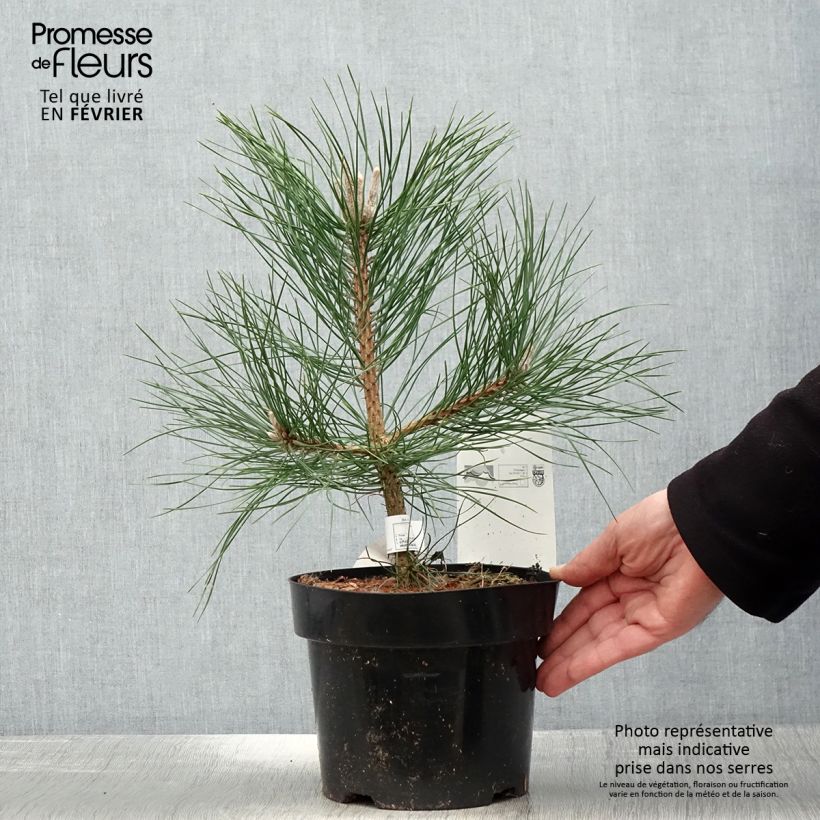 Example of Pinus nigra nigra - Zwarte den Pot van 2 l/3 l as you get in hiver
