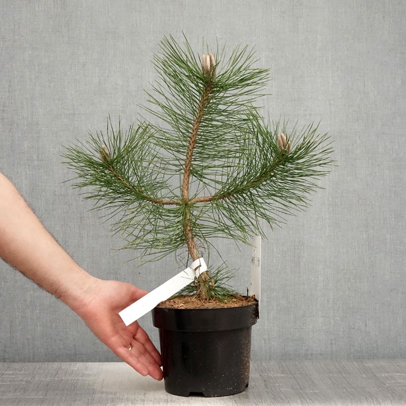 Exemplaar van Pinus nigra nigra - Zwarte den Pot van 2 l/3 l zoals geleverd in de lente