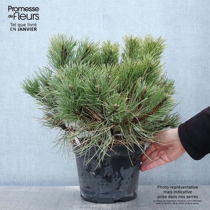 Example of Pin noir nain - Pinus nigra Nana Pot van 7,5 l/10 l as you get in hiver