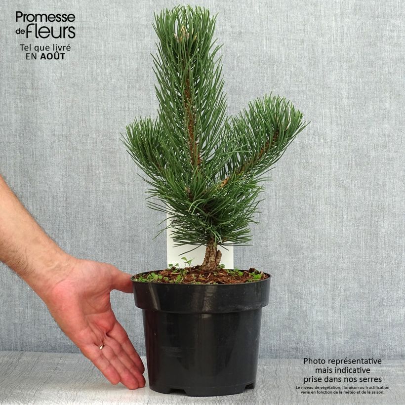 Exemplaar van Pinus nigra Oregon Green - Zwarte den Pot van 2 l/3 l zoals geleverd in de zomer