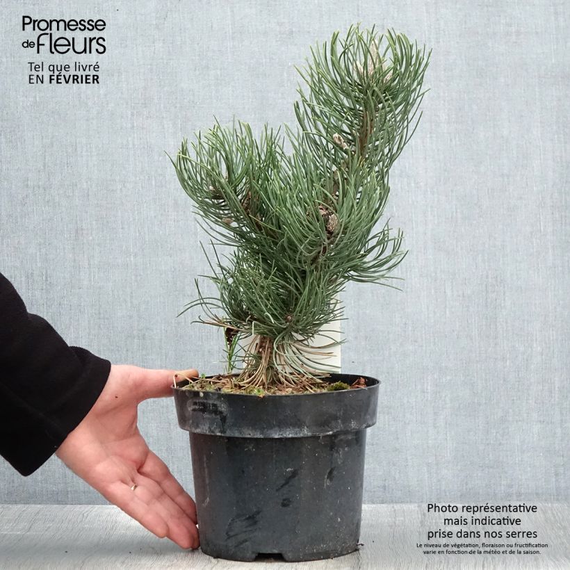 Example of Pin noir - Pinus nigra Oregon Green Pot van 2 l/3 l as you get in hiver