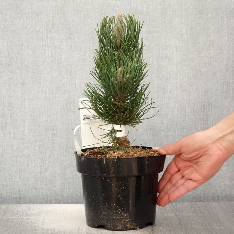 Exemplaar van Pinus nigra Oregon Green - Zwarte den Pot van 2 l/3 l zoals geleverd in de lente