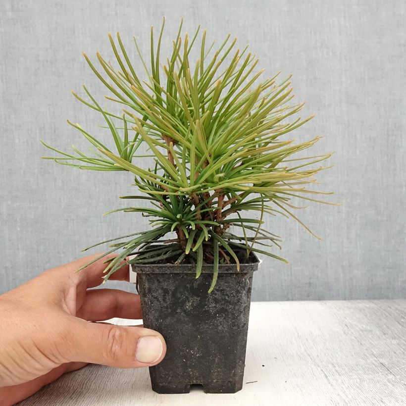Exemplaar van Sciadopitys verticillata - Parasolden Japan Kweekpotje van 8/9 cm zoals geleverd in de zomer