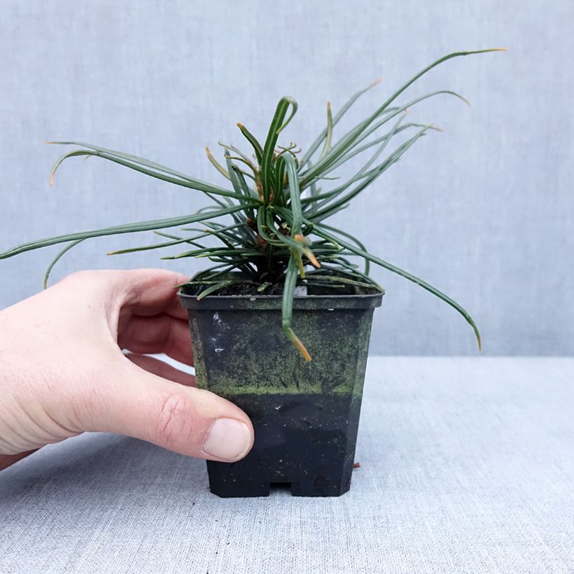 Example of Sciadopitys verticillata - Parasolden Japan Kweekpotje van 8/9 cm as you get in hiver