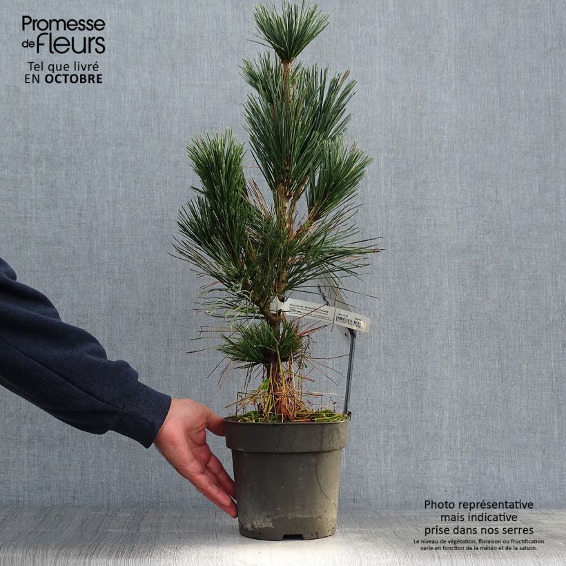 Exemplaar van Pinus flexilis Vanderwolf's Pyramid - Buigzame den Pot van 2 l/3 l zoals geleverd in de herfst