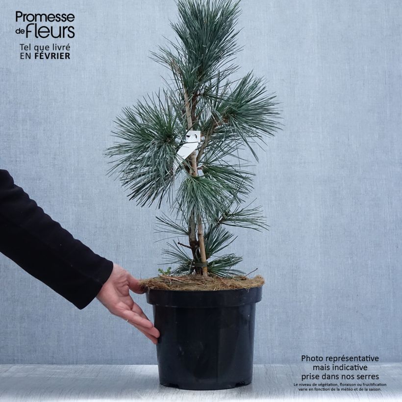 Example of Pin - Pinus flexilis Vanderwolf's Pyramid Pot van 7,5 l/10 l as you get in hiver
