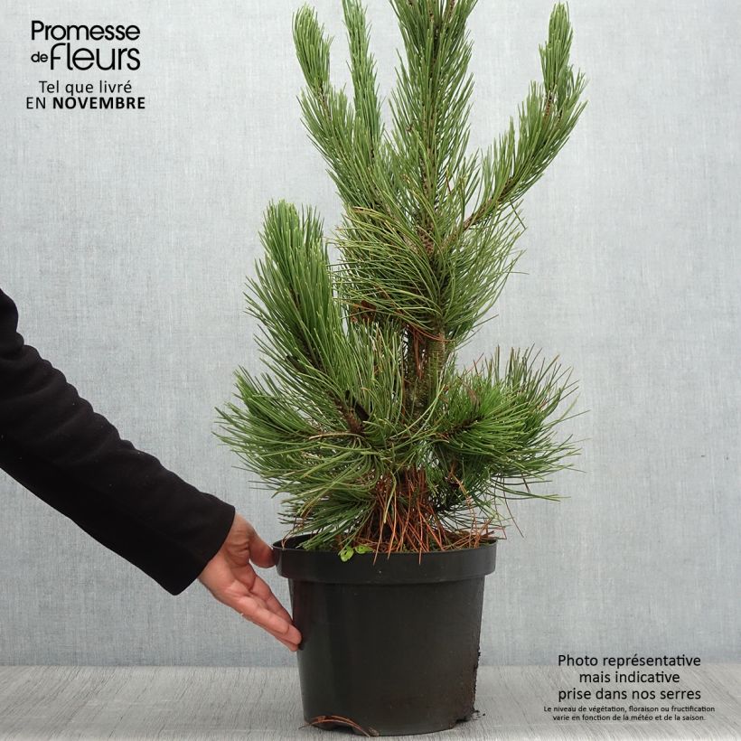 Exemplaar van Pinus heldreichii Satellit - Bosnische den Pot van 7,5 l/10 l zoals geleverd in de herfst