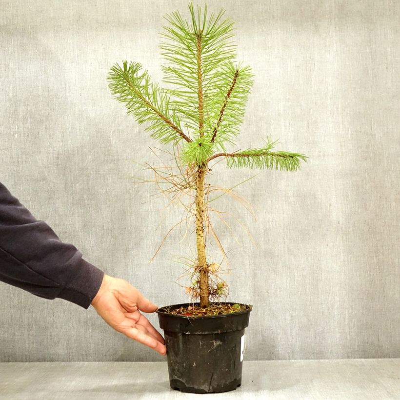 Exemplaar van Pinus ponderosa - Gele den Pot van 3 l/4 l zoals geleverd in de herfst
