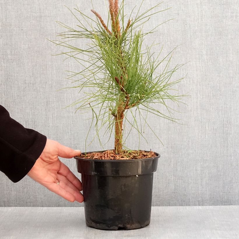 Example of Pin ponderosa - Pinus ponderosa Pot van 3 l/4 l as you get in hiver