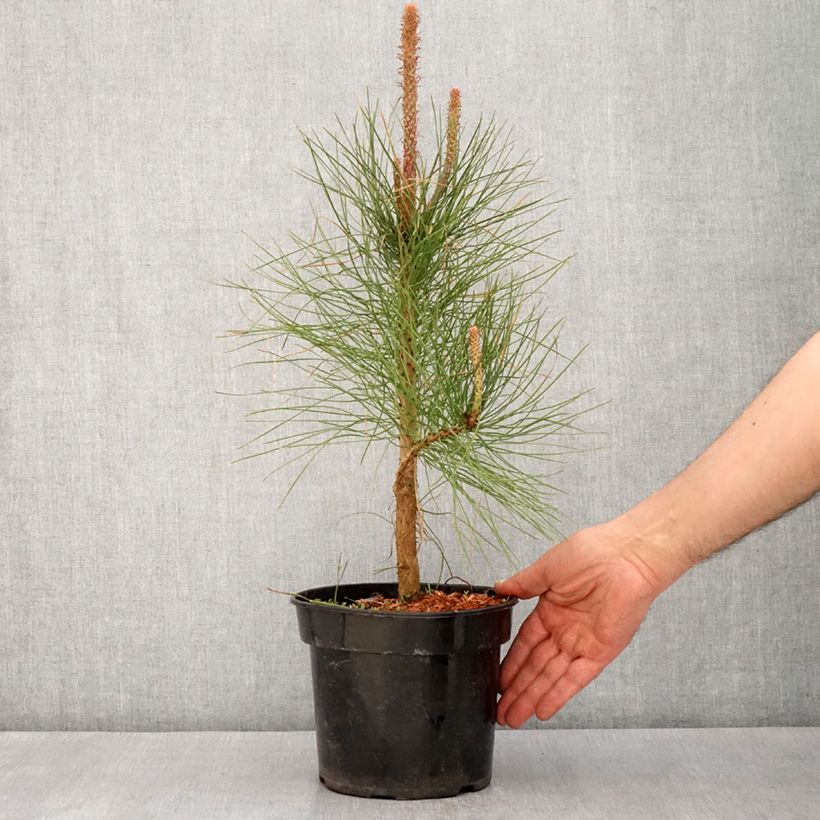 Exemplaar van Pinus ponderosa - Gele den Pot van 3 l/4 l zoals geleverd in de lente