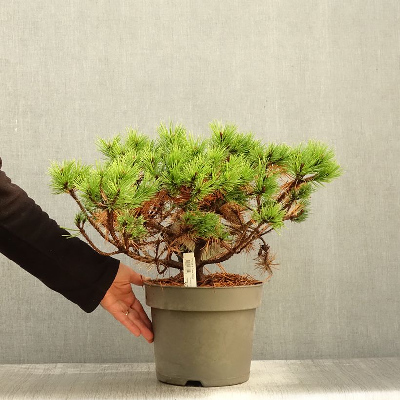 Exemplaar van Pinus densiflora Low Glow - Japanse rode den Pot van 7,5 l/10 l zoals geleverd in de herfst