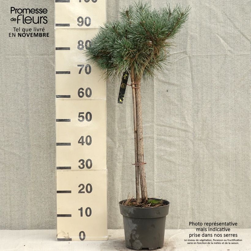 Exemplaar van Pinus sylvestris Chantry Blue - Grove den Stuk, Struik zoals geleverd in de herfst