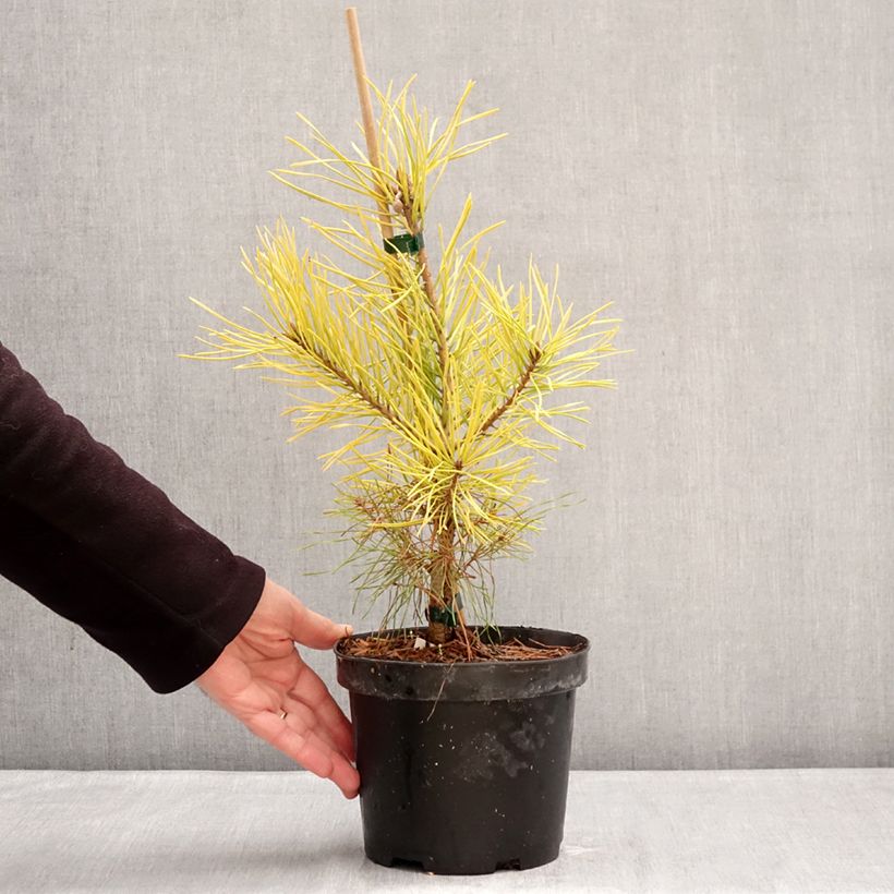 Exemplaar van Pinus sylvestris Wintergold - Grove den Pot van 3 l/4 l zoals geleverd in de winter