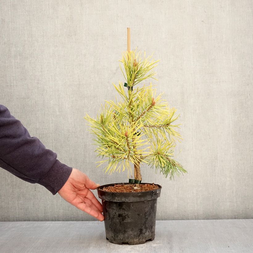 Exemplaar van Pinus sylvestris Wintergold - Grove den Pot van 3 l/4 l zoals geleverd in de lente