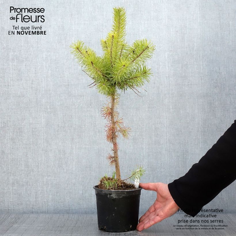 Exemplaar van Pinus sylvestris - Grove den Pot van 2 l/3 l zoals geleverd in de herfst