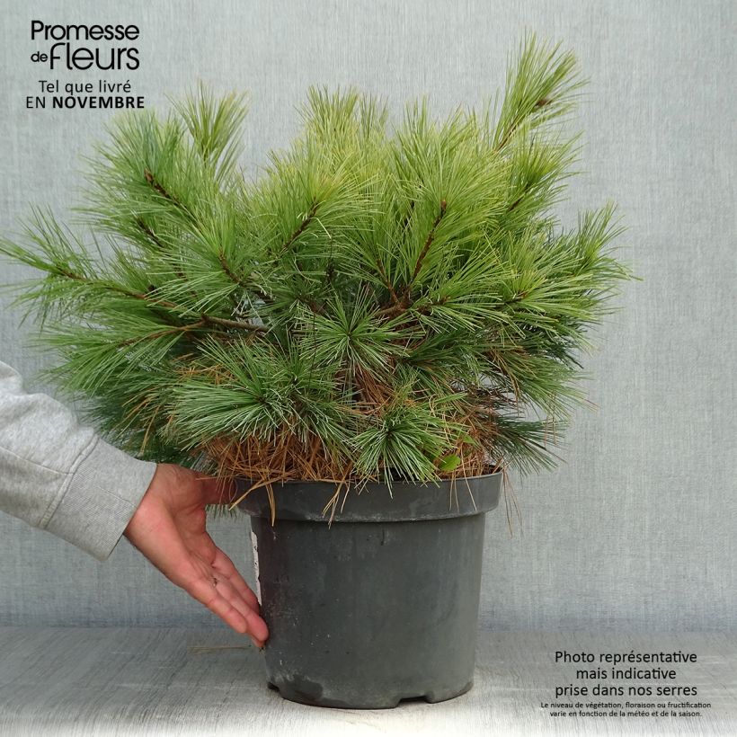Exemplaar van Pinus strobus Blue Shag - Weymouthden Pot van 7,5 l/10 l zoals geleverd in de herfst