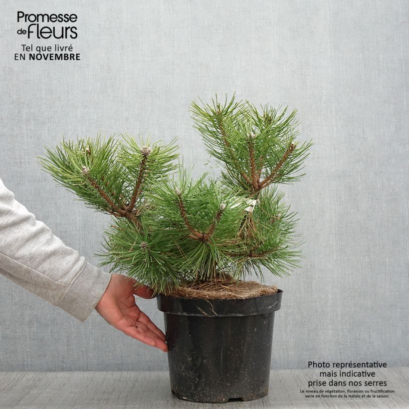 Exemplaar van Pinus densiflora Jane Kluis - Japanse rode den Pot van 7,5 l/10 l zoals geleverd in de herfst