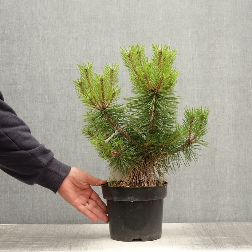 Exemplaar van Pinus densiflora Jane Kluis - Japanse rode den Pot van 2 l/3 l zoals geleverd in de zomer