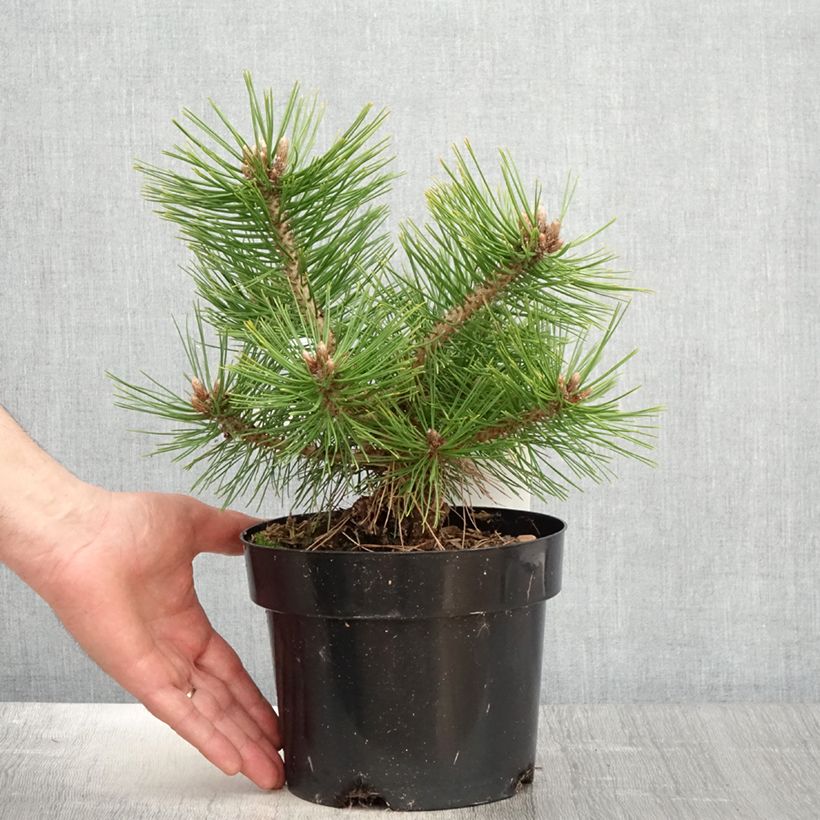 Exemplaar van Pinus densiflora Jane Kluis - Japanse rode den Pot van 2 l/3 l zoals geleverd in de lente