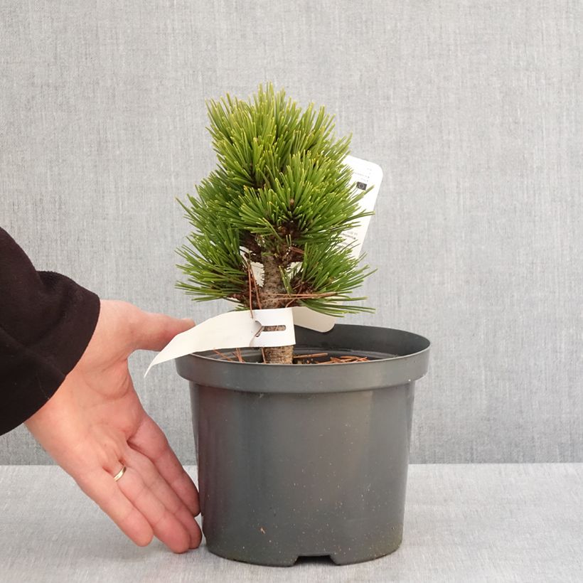 Example of Pinus heldreichii Schmidtii - Pin de Bosnie                       Pot van 2 l/3 l as you get in hiver