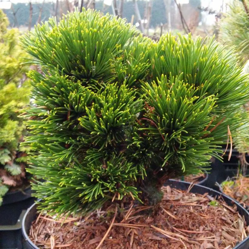 Pinus heldreichii Schmidtii - Bosnische den (Plant habit)