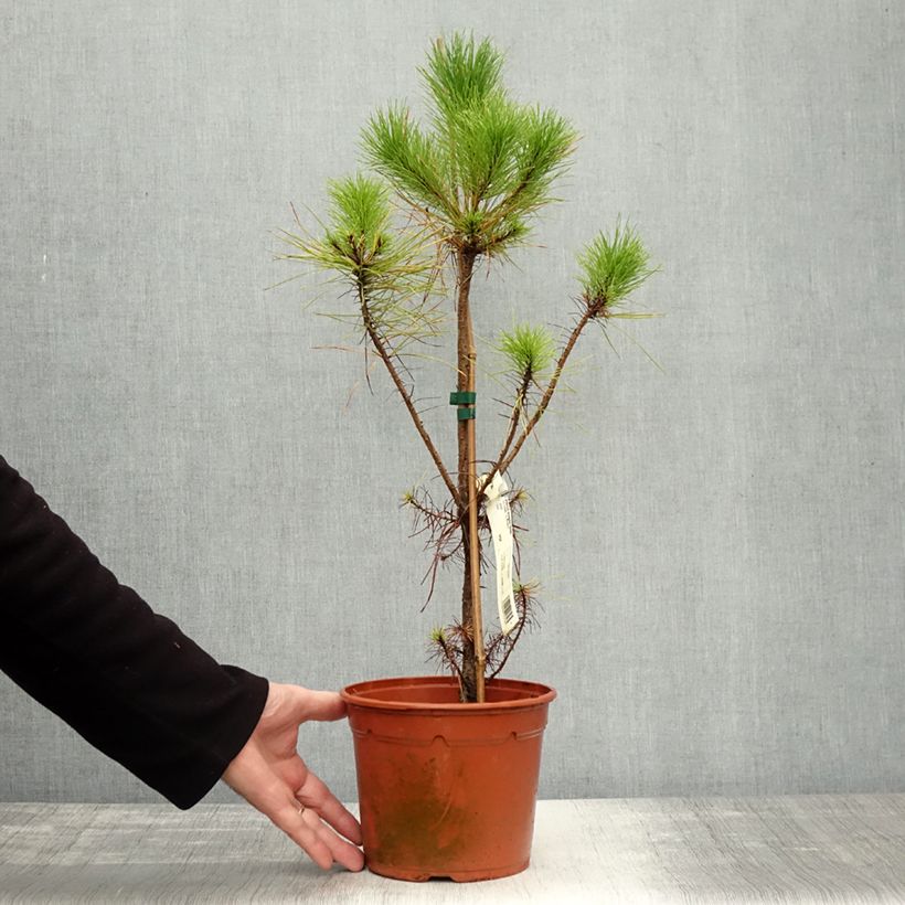 Exemplaar van Pinus insignis - Montereyden Pot van 2 l/3 l zoals geleverd in de herfst