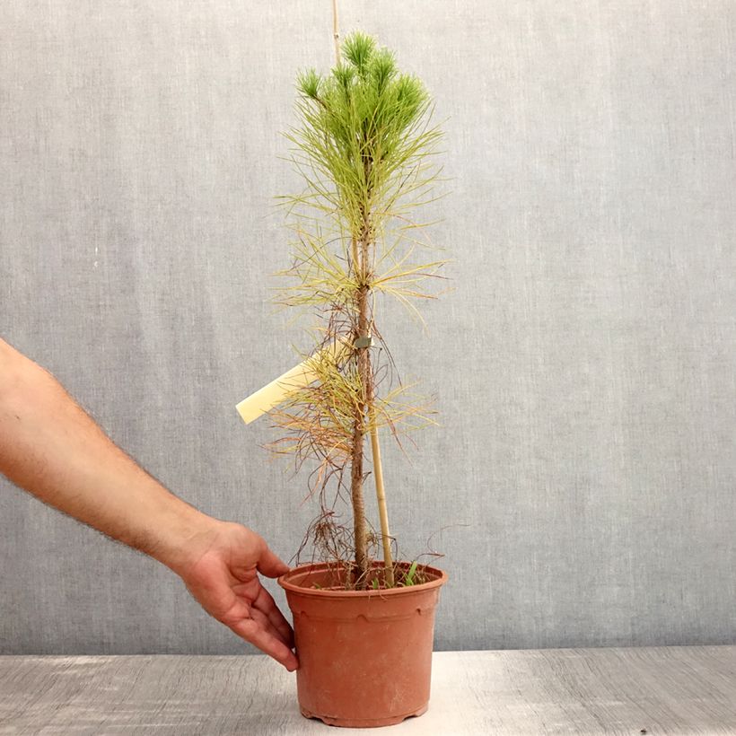 Exemplaar van Pinus insignis - Montereyden Pot van 2 l/3 l zoals geleverd in de zomer