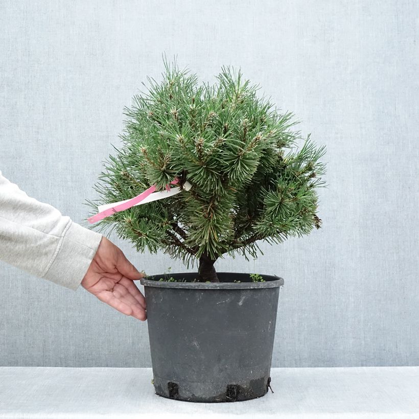 Exemplaar van Pinus mugo Humpy - Bergden Pot van 7,5 l/10 l zoals geleverd in de zomer