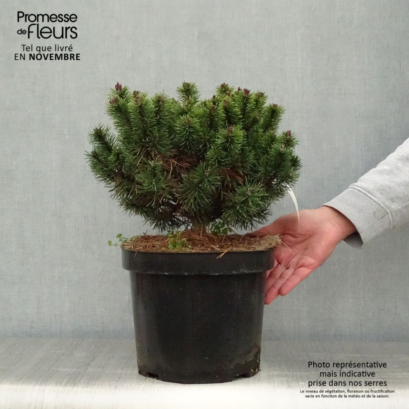 Exemplaar van Pinus mugo Mops - Bergden Pot van 4 l/5 l zoals geleverd in de herfst