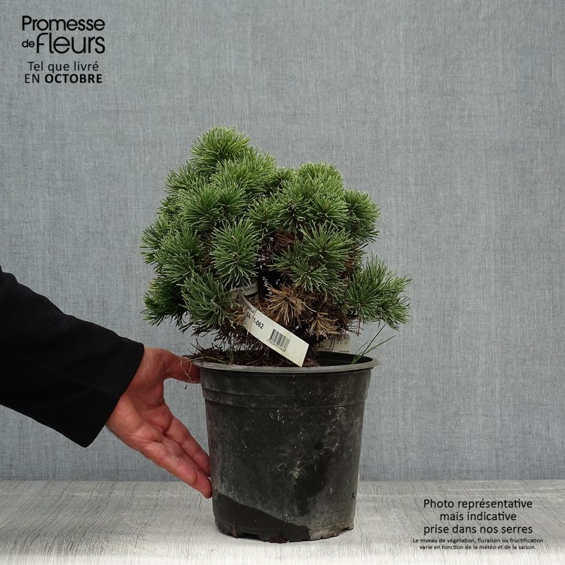 Exemplaar van Pinus mugo Picobello - Bergden Pot van 2 l/3 l zoals geleverd in de herfst