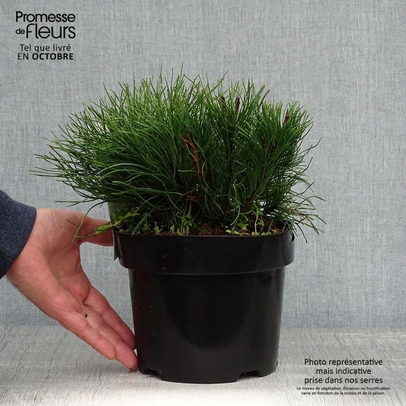 Exemplaar van Pinus mugo pumilio - Dwergbergden Pot van 2 l/3 l zoals geleverd in de herfst