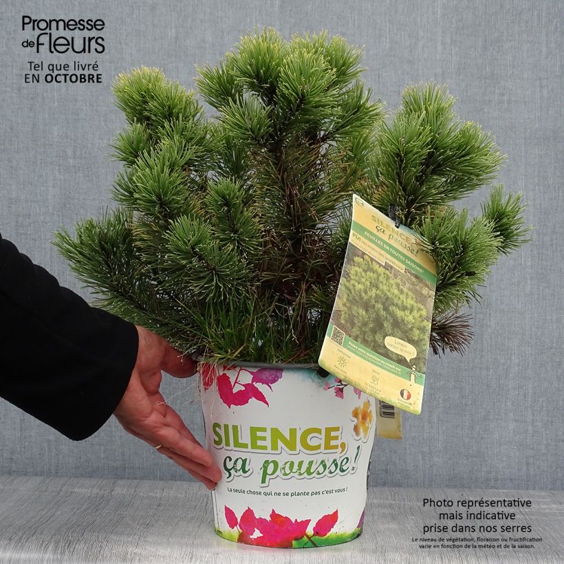 Exemplaar van Pinus mugo Winter Gold - Bergden Pot van 2 l/3 l zoals geleverd in de herfst