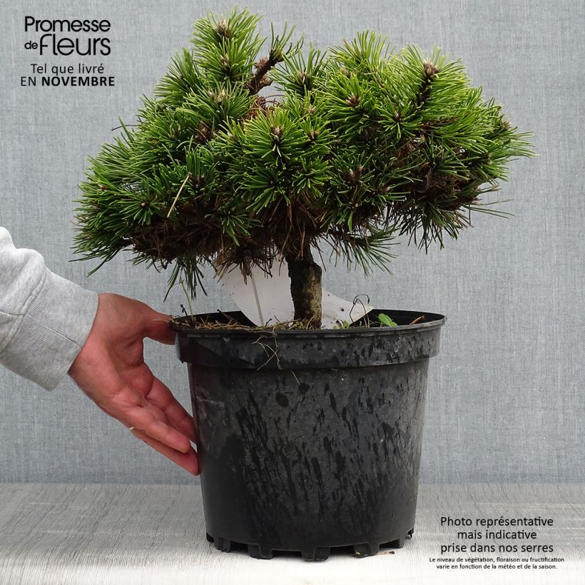 Exemplaar van Pinus nigra Agnes Brégeon - Zwarte den Pot van 6 l/7 l zoals geleverd in de herfst