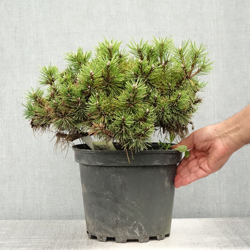 Exemplaar van Pinus nigra Agnes Brégeon - Zwarte den Pot van 6 l/7 l zoals geleverd in de zomer