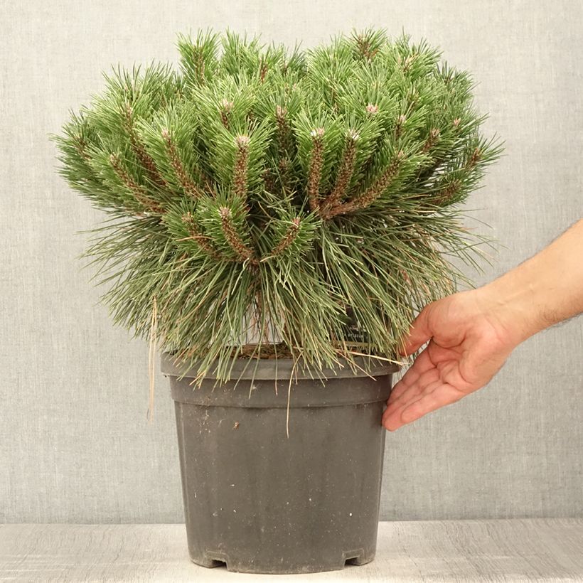 Exemplaar van Pinus nigra Pierrick Brégeon - Zwarte den Pot van 7,5 l/10 l zoals geleverd in de zomer