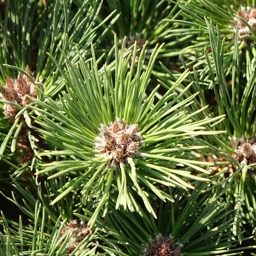 Pinus nigra Pierrick Brégeon - Zwarte den (Blad)