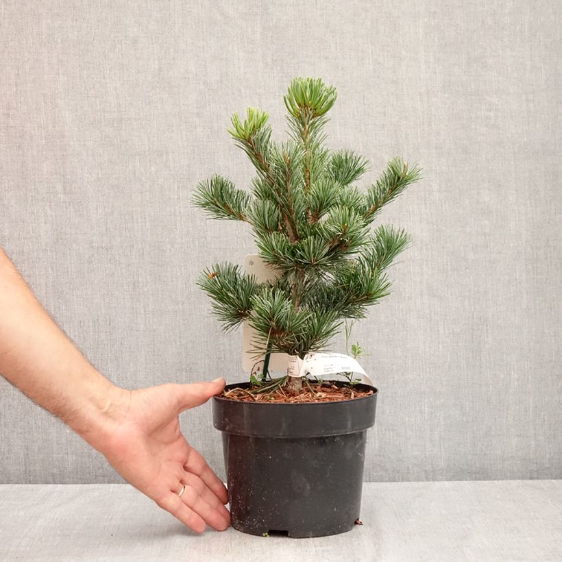 Example of Pinus parviflora Negishi - Japanse witte den Pot van 2 l/3 l as you get in ete