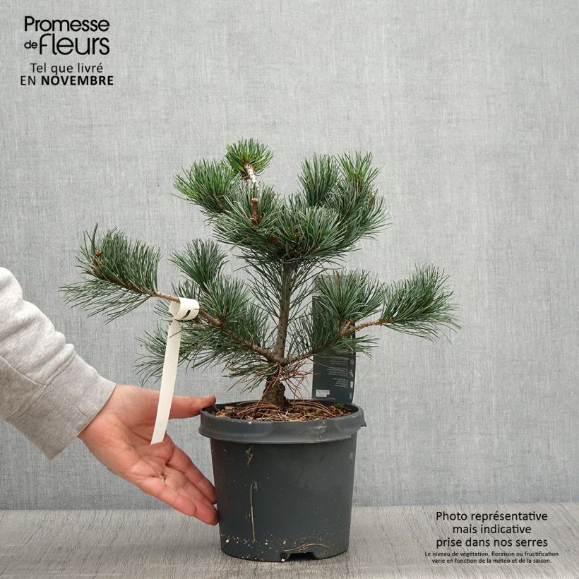 Exemplaar van Pinus parviflora Negishi - Japanse witte den Pot van 4 l/5 l zoals geleverd in de herfst